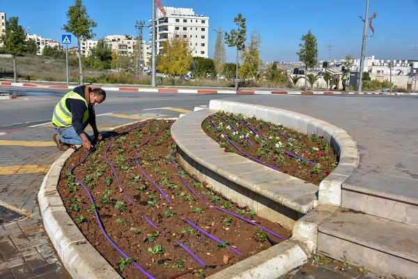 زراعة الميادين والجزر الوسطية في مدينة رام الله
