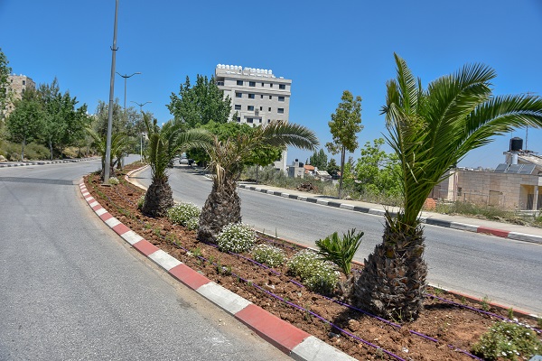 زراعة الميادين والجزر في مدينة رام الله

